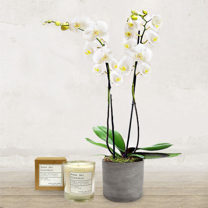 orchidea_new_bianca_cancela_verona_fiorista_fioraio_due_steli_invio_consegna_fioreria orchidea_new_bianca_cancela_verona_fiorista_fioraio_due_steli_invio_consegna_fioreria