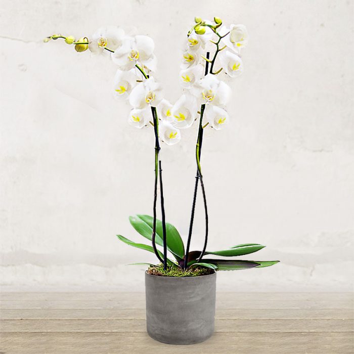 orchidea_new_bianca_verona_fiorista_fioraio_due_steli_invio_consegna_fioreria orchidea_new_bianca_verona_fiorista_fioraio_due_steli_invio_consegna_fioreria