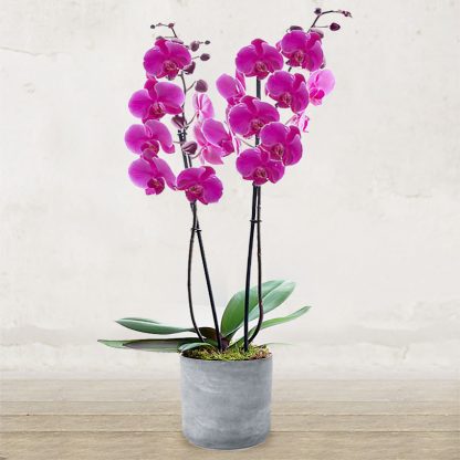 orchidea_new_rosa_verona_fiorista_fioraio_due_steli_invio_consegna_fioreria orchidea_new_rosa_verona_fiorista_fioraio_due_steli_invio_consegna_fioreria