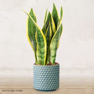 Sanseveria con vaso