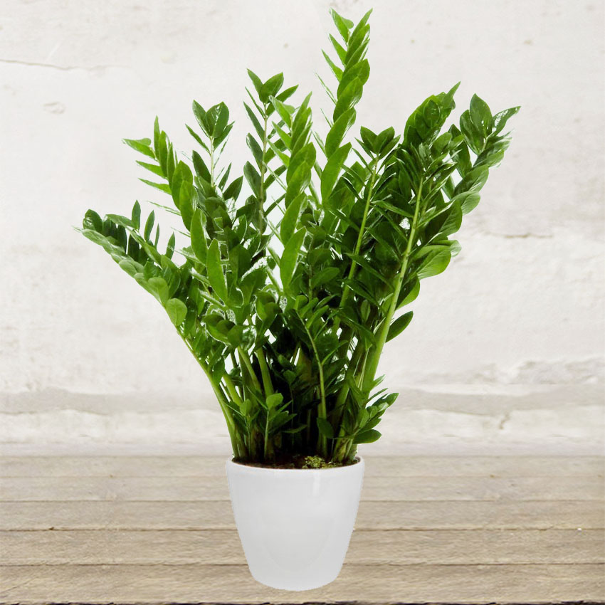zamioculcas-fiori-spedire-pianta-inviare-consegna-piante-verona zamioculcas-fiori-spedire-pianta-inviare-consegna-piante-verona
