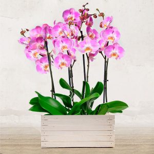 Orchidee Rosa “Delicatezza”