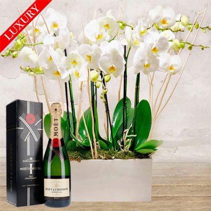 composizione-orchidee-luxury-verona-fioraio-orchidea-2018 composizione-orchidee-luxury-verona-fioraio-orchidea-2018