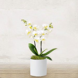 Orchidea Bianca Piccola con vaso
