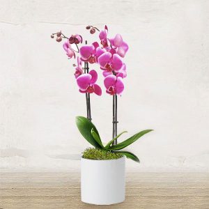 Orchidea Rosa Piccola con vaso